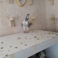 بزک سینه سفید|پرنده|شیراز, کوشک میدان|دیوار