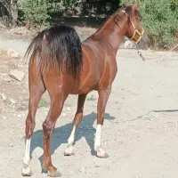 کره اسب اینده دار|اسب و تجهیزات اسب‌سواری|شیراز, شهرک سعدی|دیوار