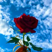 ۴عدد لباس نیمه مجلسی با یک مانتو و۴تا روسری