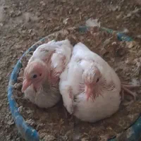 طوقی الماسی