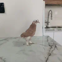 کبوتر پرشی|پرنده|فردیس, شهرک ناز|دیوار