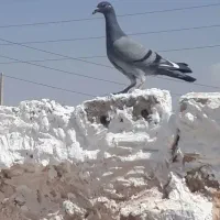 کودکفتر