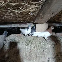 فروشی شهری|پرنده|ارسنجان, |دیوار