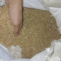 گندم درجه یک