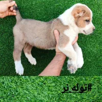 واگذاری
