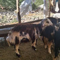 بره قورچ پلنگی اصل