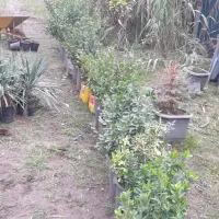 شمشاد طلایی و ابلق..سبز|گل و گیاه طبیعی|خرم‌آباد (تنکابن), |دیوار