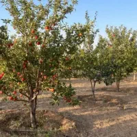 باغشهر ساوالان|فروش خانه و ویلا|باغ حلی, |دیوار