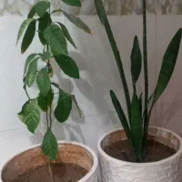 گل گلدان زیبا