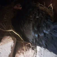 مرغ کرچ لاری