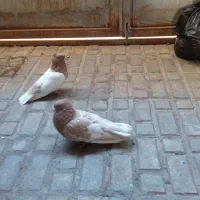 کبوتر  کفتر  پرنده   کله زرد