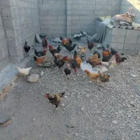 مرغ خروس اردک همه  محلی
