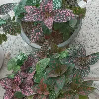 لباس|لباس|آبدانان, |دیوار