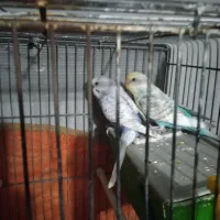 مرغ عشق مولد رنگ خاص