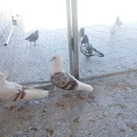 کبوتر پلنگ نباتی|پرنده|دورود, |دیوار