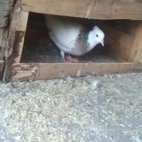 جفت کبوتر طوقی قیمت ۶۰۰هر دو باهم