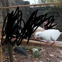 یک عدد کبوتر ماده|پرنده|آستانه اشرفیه, |دیوار