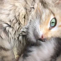 گربه پشمالو