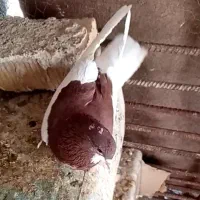 کفتر یال سرخ ماده