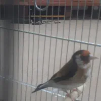 جوجه سهره دوساله تازه تخت