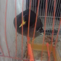 سلام  یک عدد مینا  حدود 5 یا6 کلمه صحبت می کند2500