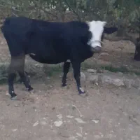 گاو جوان
