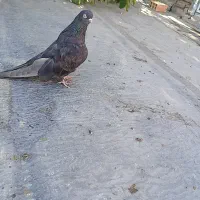 کبوتری|پرنده|ارومیه, |دیوار