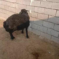 سلام قوچ قزل اصلی