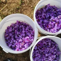 زعفران نمونه دستچین به شرط خالص بودن|خوردنی و آشامیدنی|تهران, بوستان ولایت|دیوار