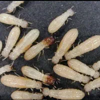 سمپاشی تضمینی موریانه(ریشمیز)ساس سوسک موش کنه|خدمات نظافت|شیراز, فرهنگ شهر|دیوار