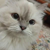 گربه|گربه|قرچک, شهرک الحدید|دیوار