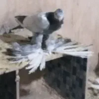 کبوترپاپر
