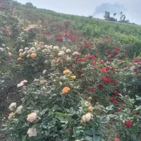 فروش نهال اکالیپتوس ومرکبات وریشه سیا وگل رز|خدمات باغبانی و درختکاری|ایزدخواست, |دیوار