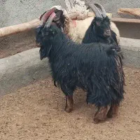 نربزدوساله گوش برنجی شاخ انبری. قوچ  تخمی سه ساله|حیوانات مزرعه|خمین, |دیوار