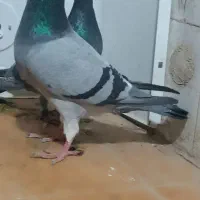 دوبر پلاکی|پرنده|اردبیل, |دیوار