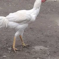 خروس لاری اصیل|حیوانات مزرعه|ماسال, |دیوار