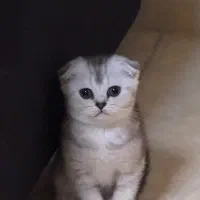 اسکاتیش دختر