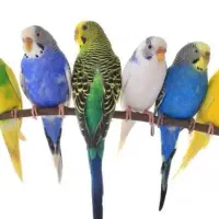 مرغ عشق /رنگین کمانی/ طوطی برزیلی/ عروس هلندی