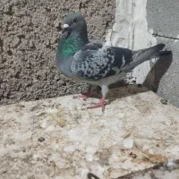 ماده آلمانی دسپر کوتاه