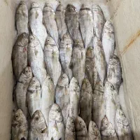 انواع ماهی و میگو تازه