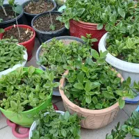 انواع گل زیر قیمت