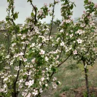 زمین چسب بافت روستا|فروش دفتر صنعتی، کشاورزی، تجاری|فیروز, |دیوار