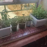 گل طبیعی|گل و گیاه طبیعی|جوانرود, |دیوار