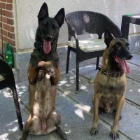 بلژین ملینوا|سگ|گرگان, |دیوار