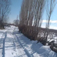 خرید فروش چوب خشک و تر به مدیریت بابایی|خدمات باغبانی و درختکاری|ارومیه, |دیوار