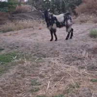 تروشت چاق وسرحال