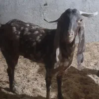 بز پاکستانی ۴ ۵ قلوزا نر و ماده|حیوانات مزرعه|ری, دیلمان|دیوار