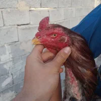 خروس لاری اصیل