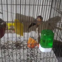 قناری ماده سوخته ۵تخم