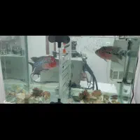 دوعدد فلاورتایلندی به همره آکواریوم وتمام وسایل